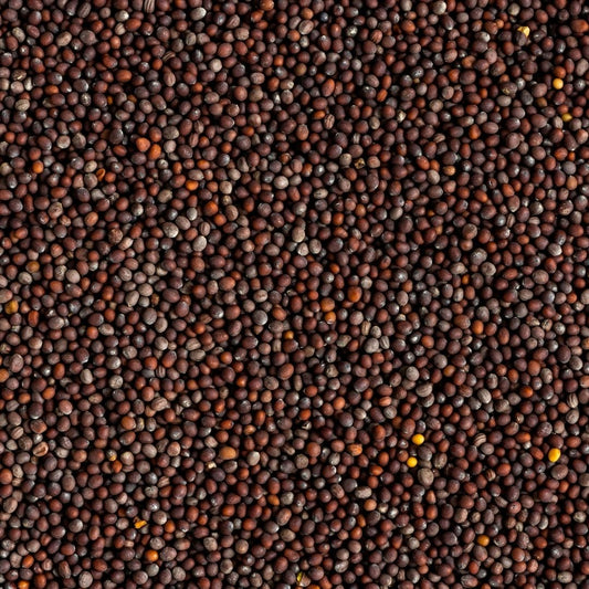 KCM Hyper, Black Mustard Seeds (Rai) | Whole Indian Spice