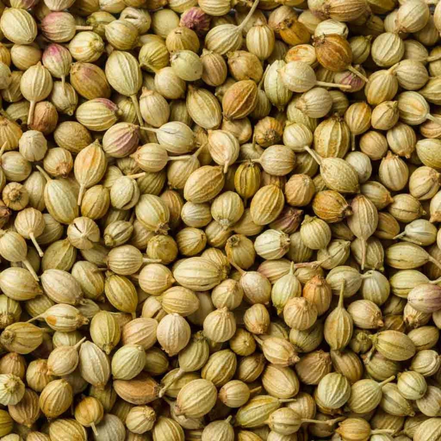 KCM Hyper, Coriander Seeds (Dhania) | Whole Indian Spice