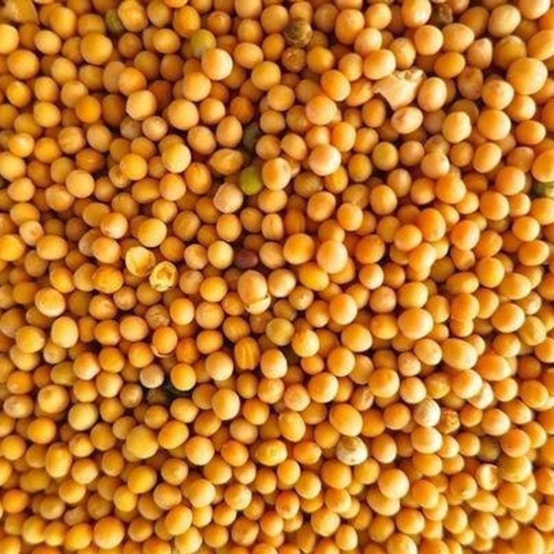 KCM Hyper™ Yellow Mustard Seeds (Sarson)