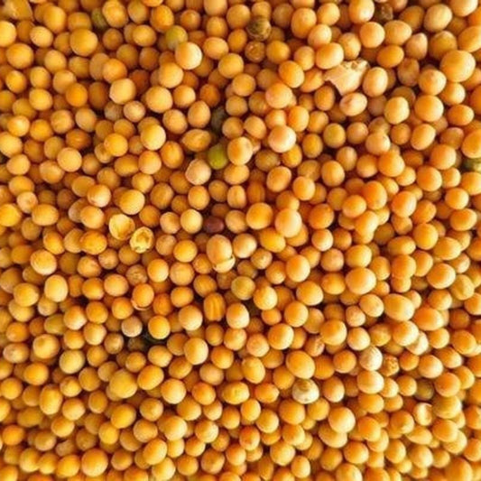 KCM Hyper™ Yellow Mustard Seeds (Sarson)