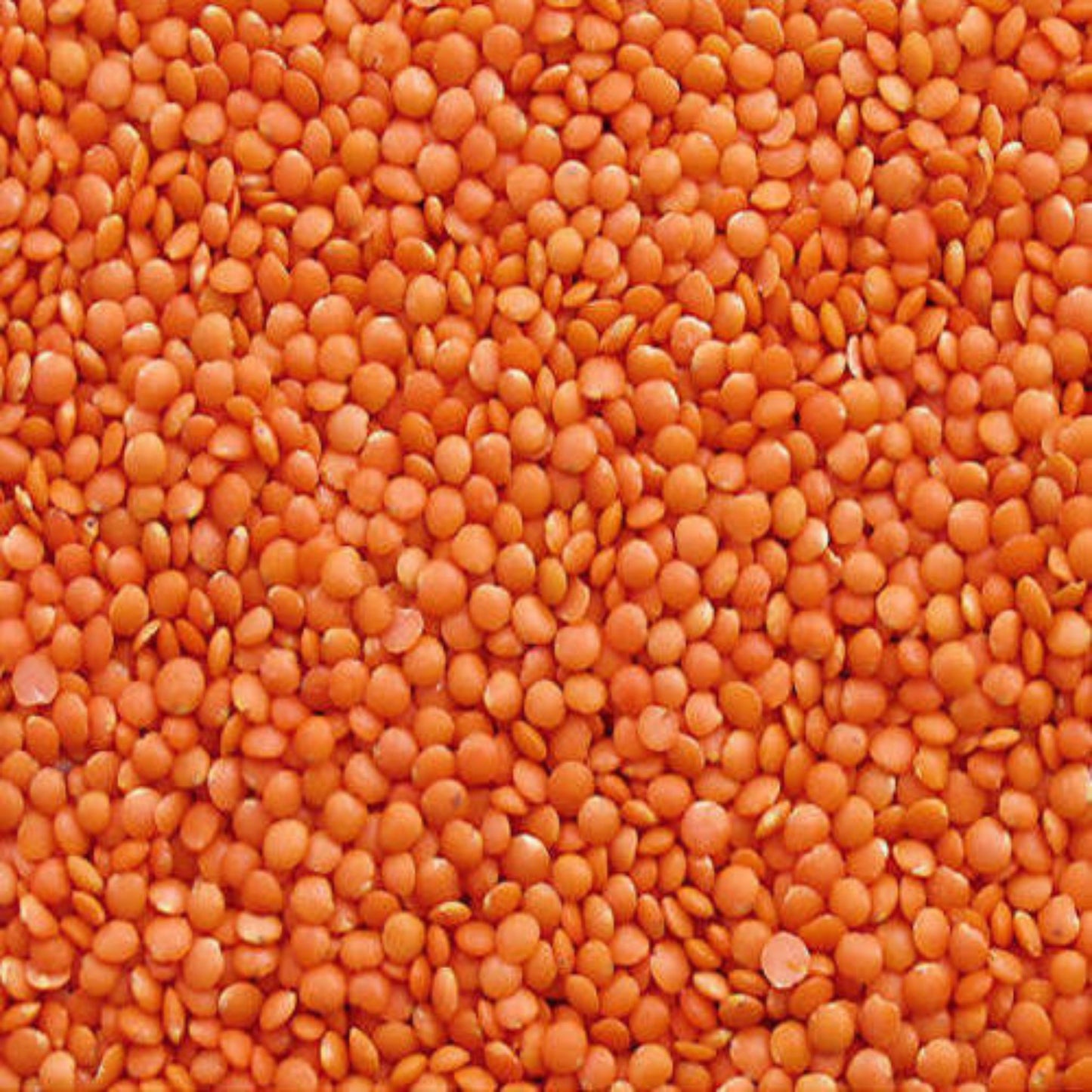 KCM Hyper Pulses: Masoor Dal ‚ whole red lentils cleaned and ready for cooking