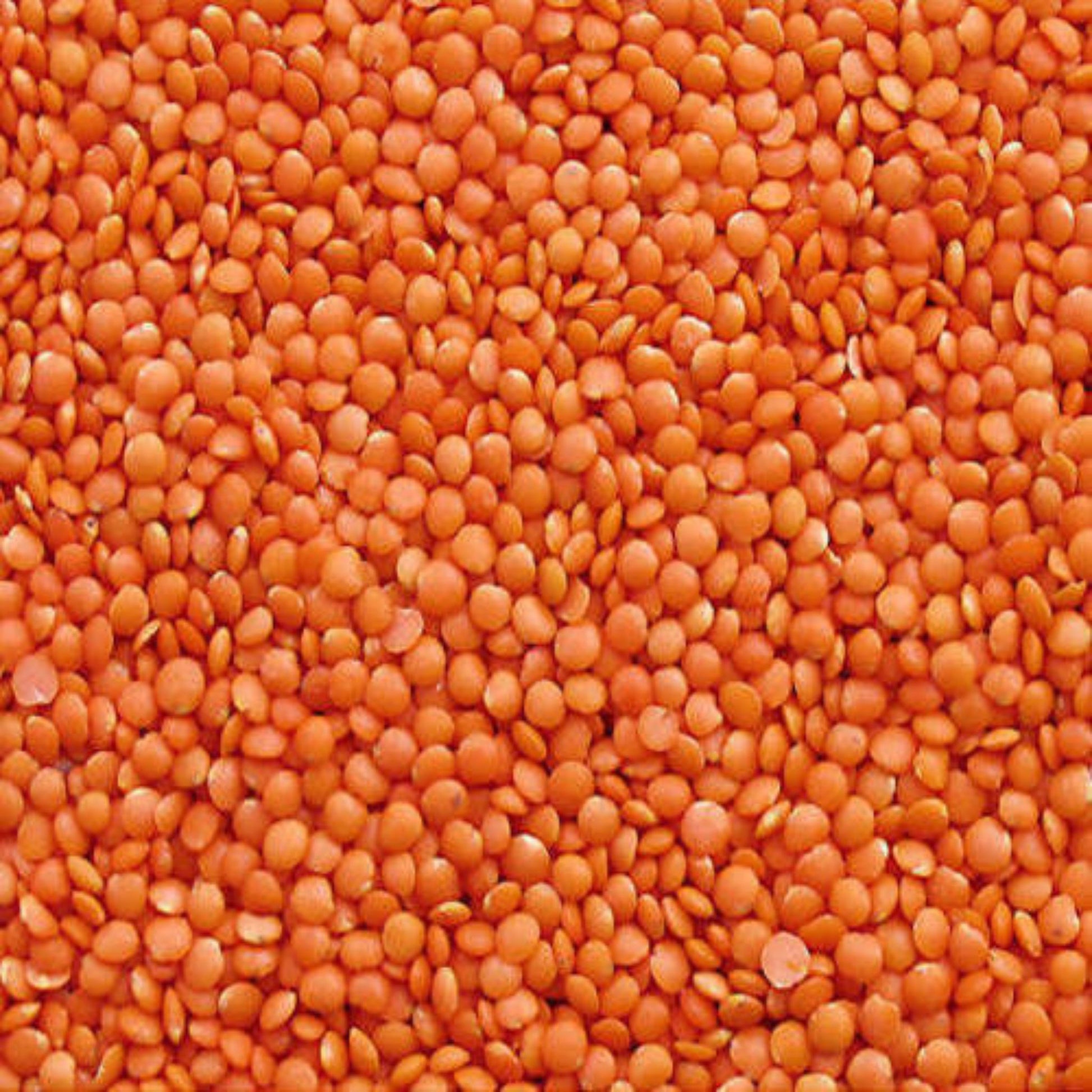 KCM Hyper Pulses: Masoor Dal ‚ whole red lentils cleaned and ready for cooking